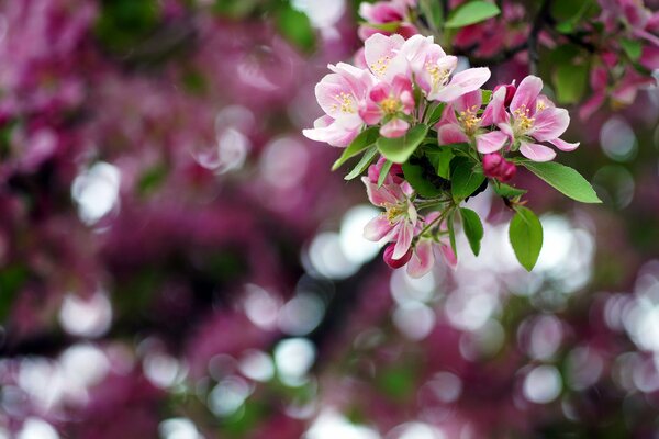 Macro fotografía de la floración de primavera de las flores de Manzano