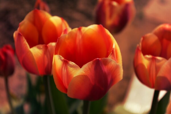 Boccioli e petali di tulipani si aprono