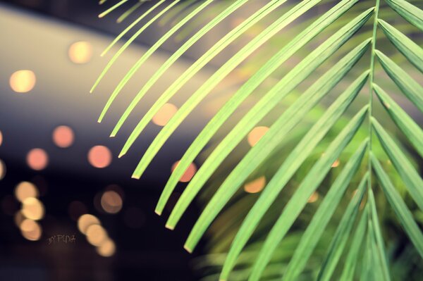 Palm leaf close-up on a background with lights