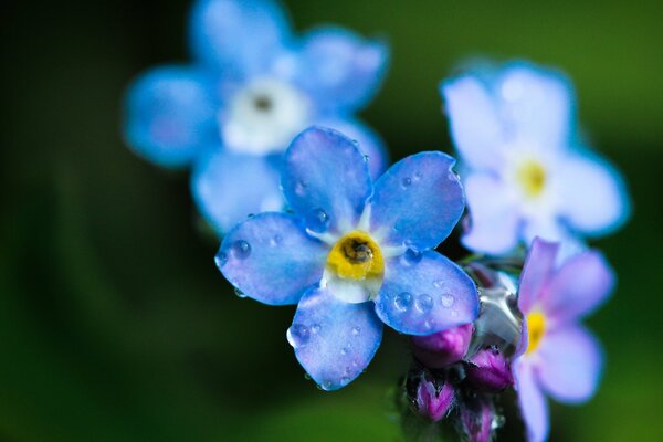 Feldblume-blaues Vergissmeinnicht