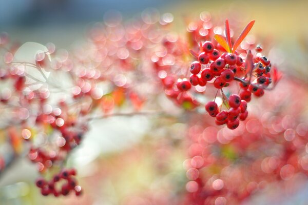 Rote Beeren auf Zweigen mit Highlights