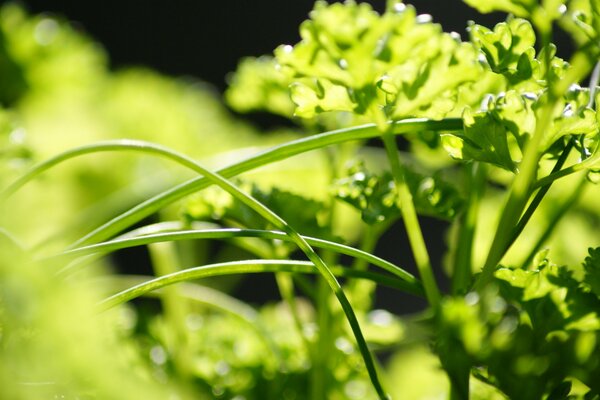 Foto verde en macro disparo