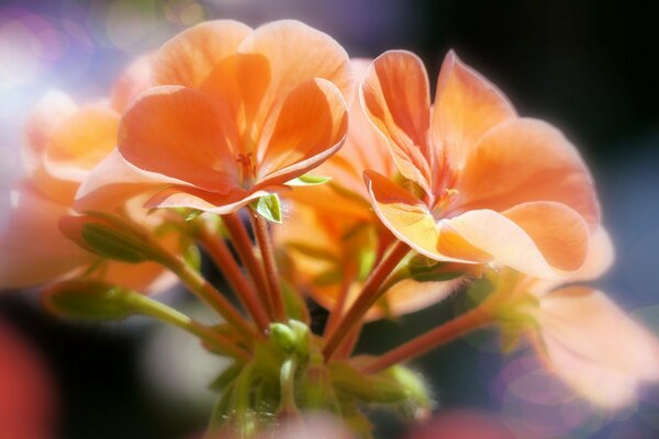 Blume auf verschwommenem Hintergrund