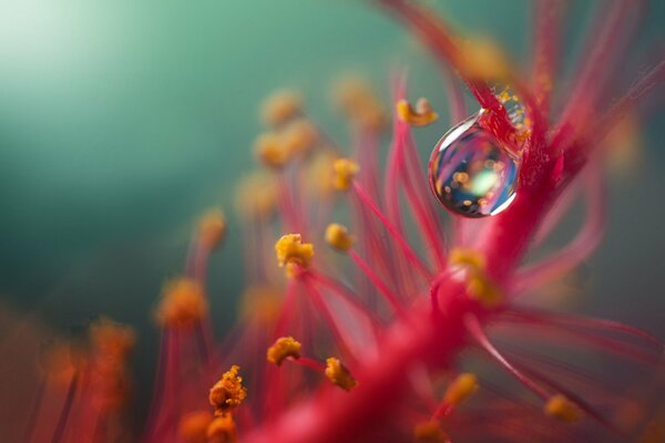 A blurry photo of a flower and a drop. A drop of feed on a flower