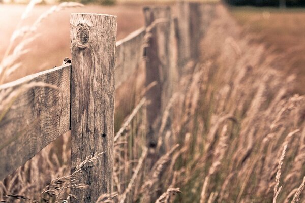 Full-screen wallpaper with plants and fence