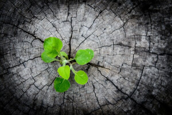 Green sprout from a black root