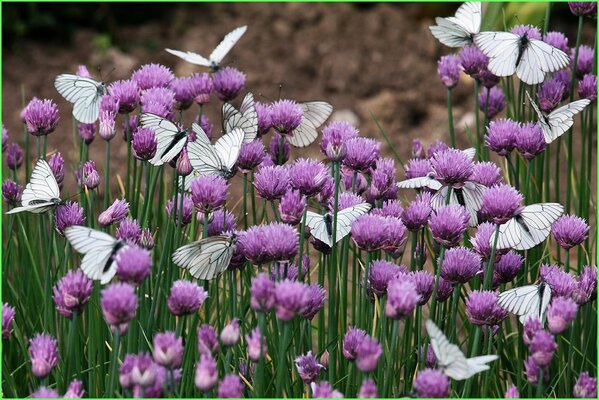 Papillons blancs sur le trèfle assis