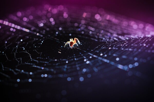 Spinne im Spinnennetz auf schwarzem Hintergrund