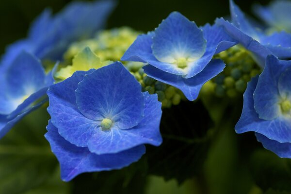 Blue hydrangea bush inflorescences