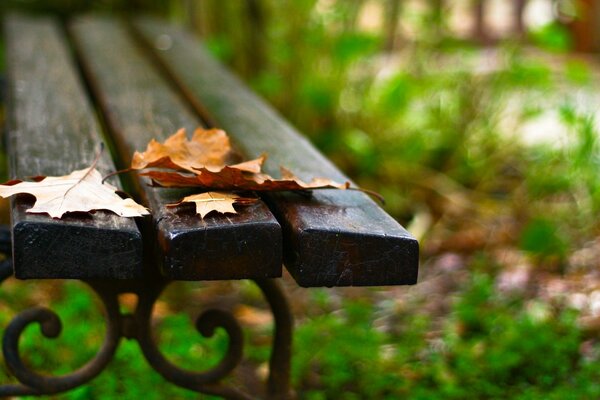 Autumn foliage falls on the benches