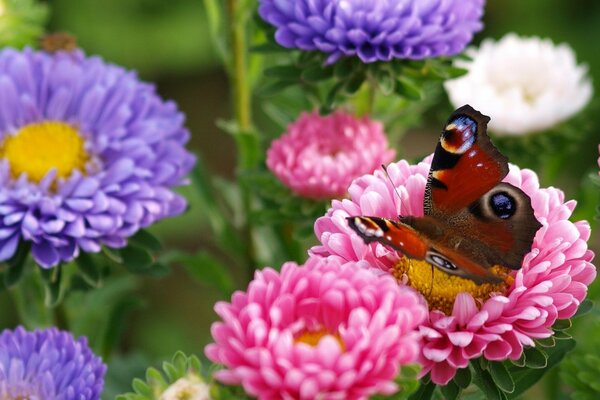 La mariposa más hermosa del planeta