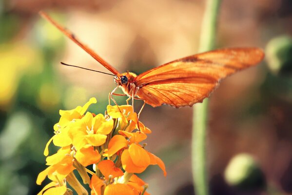 Macro foto de la mariposa en la flor. Foto brillante de una mariposa naranja