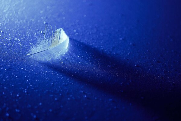 A white feather on a blue background