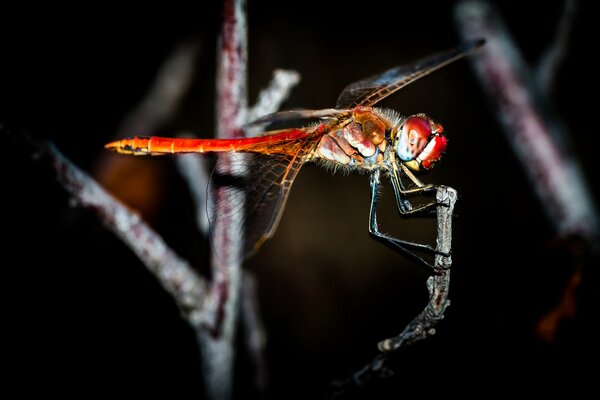 Foto di alta qualità della libellula rossa