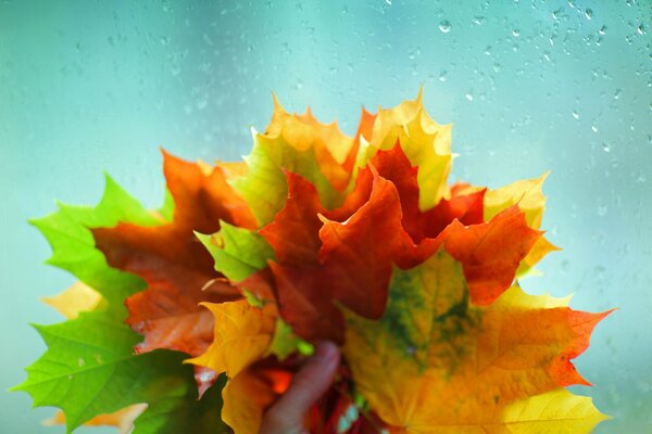 Bunte Herbstblätter in der Hand