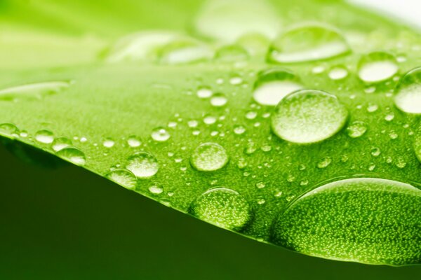 Zielony liść kropelki wody tło