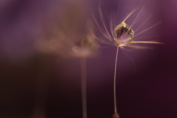 A drop on a dandelion umbrella on a purple background