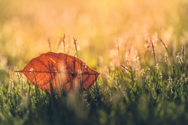 Blurred background of leaves, grass and greenery