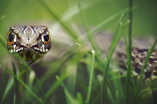 Eine Schlange im Gras hypnotisiert den Blick