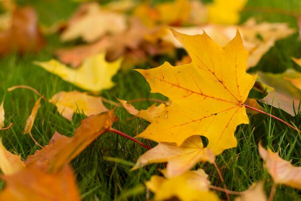 Fond d écran Widescreen automne chute des feuilles