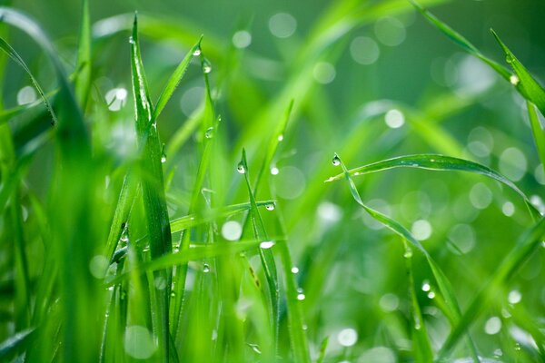 Rosée et gouttes sur l herbe verte