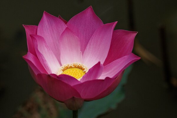 Bellissimi fiori rosa sullo sfondo molto bello è venuto fuori