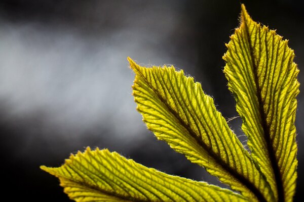 The indescribable beauty of the yellow leaf