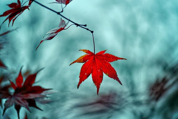 Red orange leaves on a gray blue background