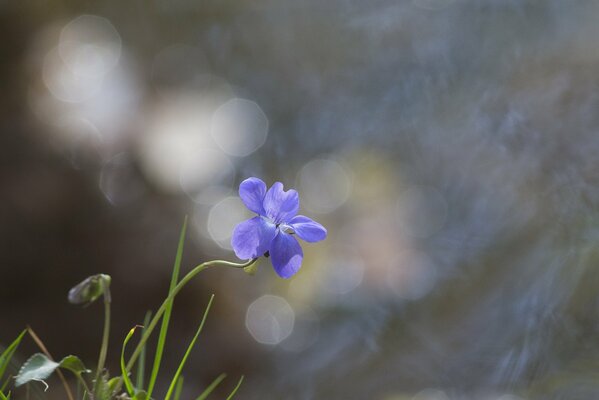 Flor azul sobre fondo de hierba