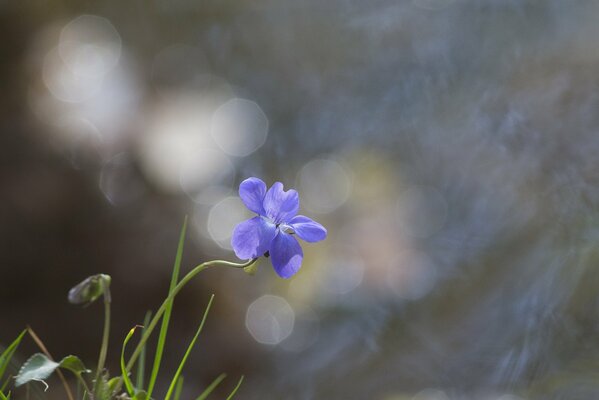 Голубой цветок на фоне травы