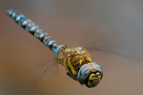 Belle photo de libellule planant