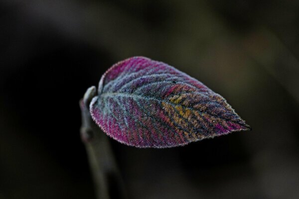 A leaf with an unusual coloring