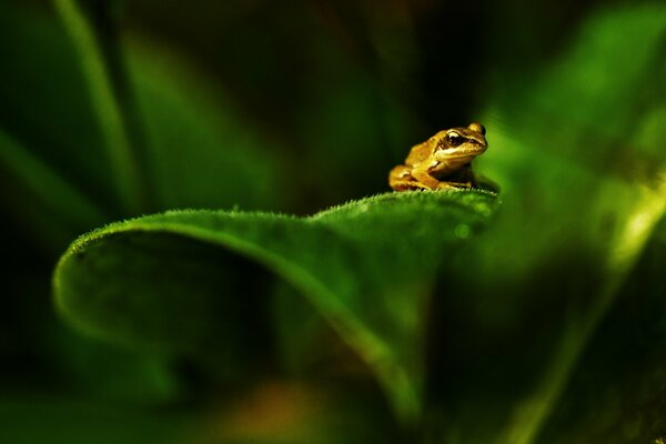 Ein Frosch sitzt auf einem grünen Blatt