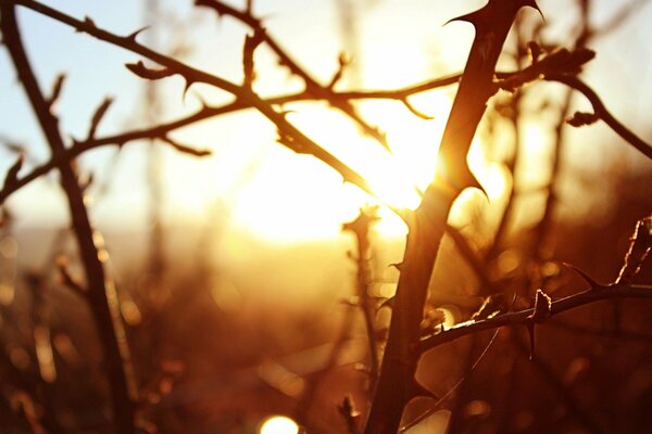 Branches with thorns on the background of sunset