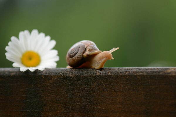 Die Schönheit der Blume und der Tierwelt