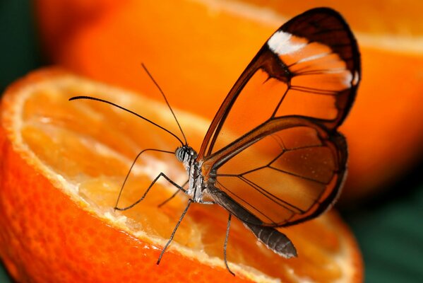 Kruchy motyl siedzi na pomarańczy