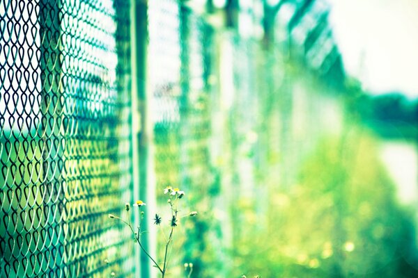 Green grid with blurred background