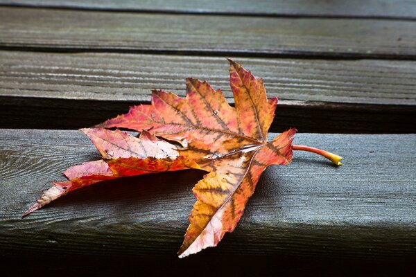 Una hoja de otoño descansa sobre un banco de madera