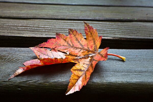 Foglia d autunno si trova su una panca di legno