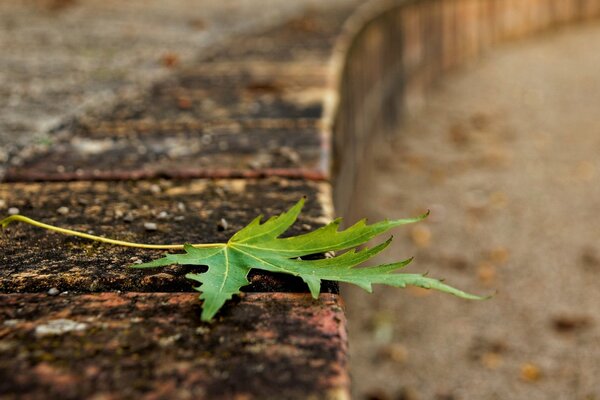 Green leaf for large-format oboy screen