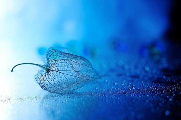 A box of physalis on a blue background