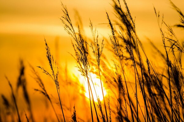 Hierba sobre un fondo cálido al atardecer