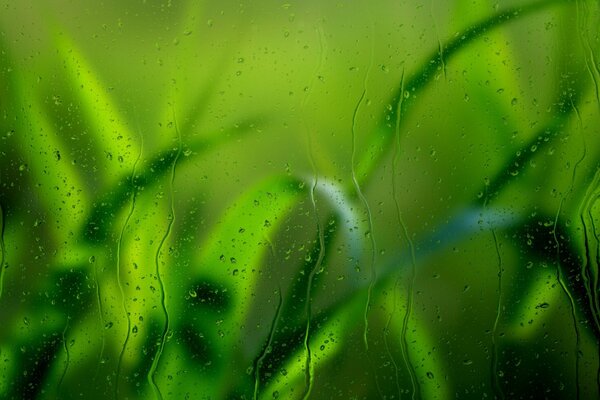 Macro grass and raindrops on the glass