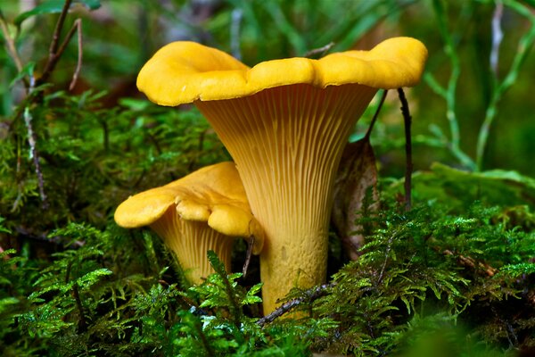 Setas rebozuelos en la naturaleza del bosque