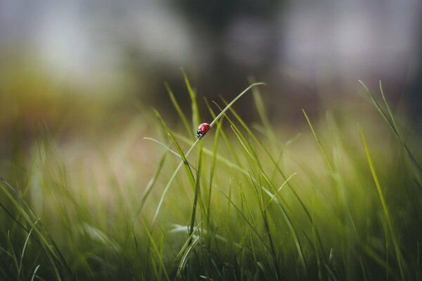 Ladybug on a blade of grass in focus