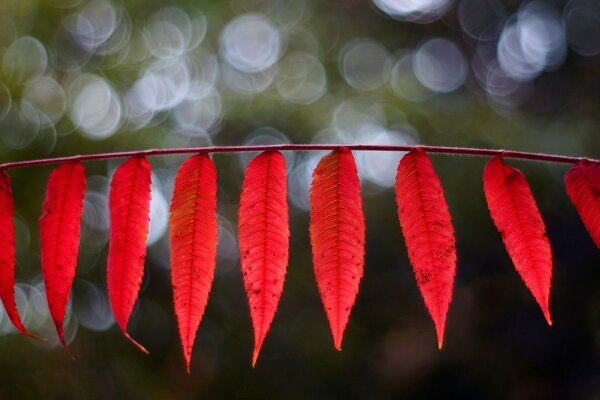 Foglie rosse su sfondo sfocato