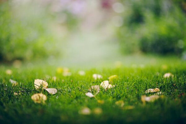 Autumn foliage on the green grass