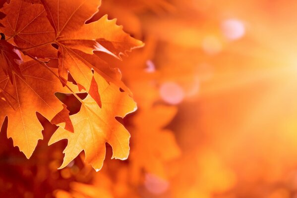 Yellow autumn leaves at sunset