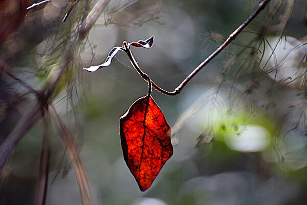 Rotes Blatt auf einem Zweig