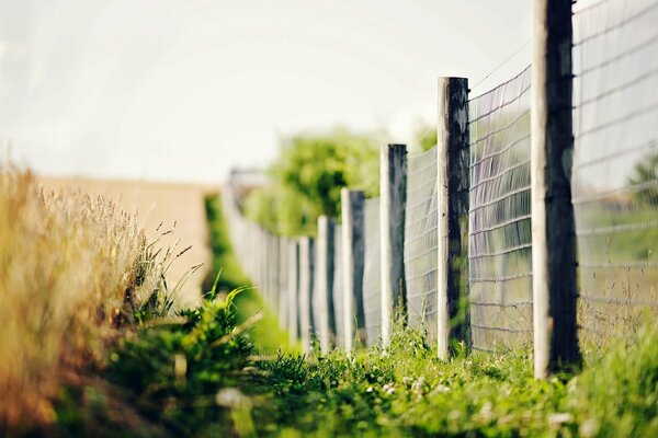 Fleurs et épillets sur fond flou près de la clôture et de l herbe